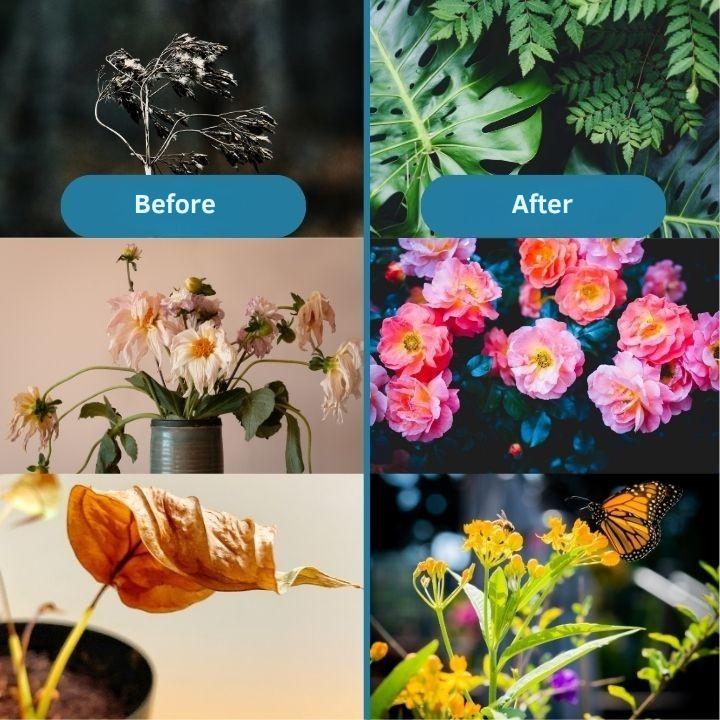 Fertilizante concentrado para devolver la vida a tus plantas de forma natural 